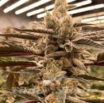 Cryptocane - INHOUSE GENETICS