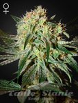 Damn Sour - GREEN HOUSE SEEDS