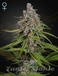 Deep Candy - GREEN HOUSE SEEDS