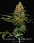 Exodus Kush - DNA GENETICS