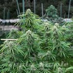Early Skunk 2.0