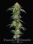 Ed Rosenthal's Super High Life - HUMBOLDT SEEDS COMPANY