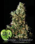 High Level - EVA SEEDS