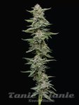 Garlic Budder - HUMBOLDT SEED COMPANY