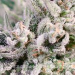 GMO Bomb Fast - ATLAS SEEDS
