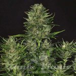 Godfather OG 