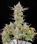 Gorilla Cookies Auto