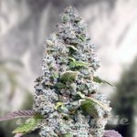 Gorilla Cookies Fast Version