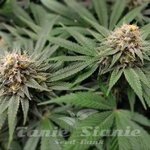 Gorilla Glue #4 Auto