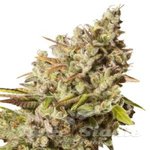 Gorilla XL