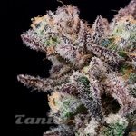 Iced Sangria - ATLAS SEEDS