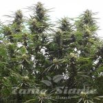 Jamaican Dream