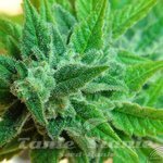 Afrodite Auto - KANNABIA SEED