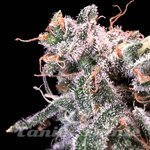 Kombucha Cream - ATLAS SEEDS