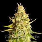 Lemon OG