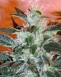 Lowryder #2 Auto