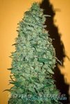 California Dream - MANDALA SEEDS