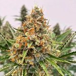 Mendo Butter - ATLAS SEEDS