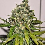 AK-48 Auto - NIRVANA