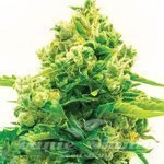 Northern Lights #10