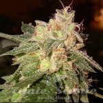 OG Kush Auto