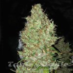 Orange Sherbet Auto