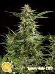 Lemon Auto CBD - PHILOSOPHER SEEDS