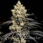 Pillows R1 - ETHOS GENETICS