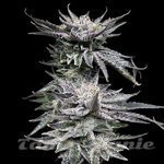Pineapple Fruz