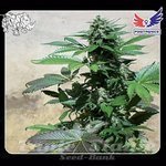 Blue Rhino - POSITRONICS