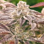 Punch Drunk Ape - ELEV8 SEEDS
