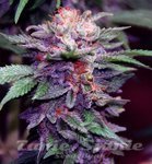 Purple Haze Auto