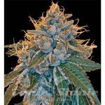 Kosher Kush - RESERVA PRIVADA