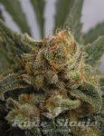 Grapegum - RIPPER SEEDS