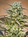Hawaiian Wave - RIPPER SEEDS