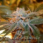 Boulder Bubblegum - SAGARMATHA