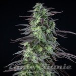 Skunk XXL