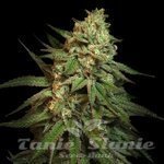 Snoop’s Applefrizzle - ELEV8 SEEDS