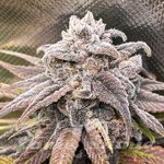 Snoop's Punch - ELEV8 SEEDS
