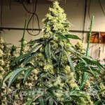Sour G R1 - ETHOS GENETICS