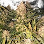 Strawberry Cough