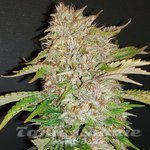 Strawberry Cough Auto 