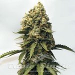 Strawberry Haze