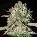 Sunset Sherbet