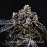 Tahoe Cookies Auto - ATLAS SEEDS