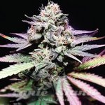 Tangie Purple Punch