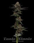 Vanilla Créme Pie - HUMBOLDT SEED COMPANY