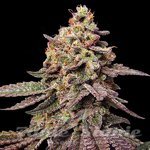 Watermelon F1