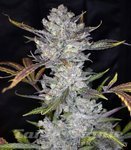 Wedding Cake Auto