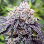 Wedding Gelato